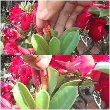 Why Are My Desert Roses Leaves Turning Yellow Planting Roses Rose Leaves Dessert Rose Plant
