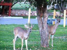 more deer on fort huachuca facebook page fort huachuca fort sierra vista pinterest