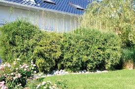 Bambus für garten und teich bestellen sie mit wenigen klicks auf hagebau.de. Tomgarten Tipp Asiatisches Flair Fur Den Garten Bambus Ist Nicht Gleich Bambus