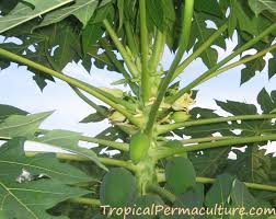 Check spelling or type a new query. How To Grow Papaya Growing Papaya From Seeds