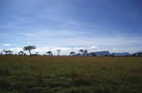 Image result for Otiophora pauciflora