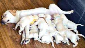 Dog Moms Nursing Their Cute Baby Puppies Videos Compilation 2018 Youtube ✉️ dm for paid promotions. dog moms nursing their cute baby puppies videos compilation 2018