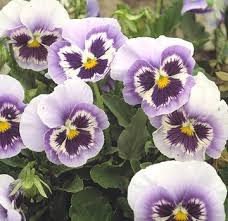 Pansies Are A Must For Brightening Up Containers And Garden Beds In Spring And Fall Pansies Flowers Pansies Viola Flower