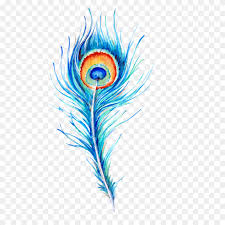 peacock feather hand drawn illustration free png download png feather vector png stunning free transparent png clipart images free download peacock feather hand drawn illustration