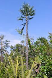 Image result for Coccothrinax