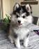Pomeranian Husky Mix - The Pomsky - Dog Breed Answers