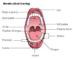 We did not find results for: Palatine Tonsil Wikipedia