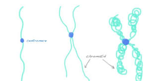 Difference Chromosome Chromatid Chromatin Teaching Biology Teaching Middle School Science Science Cells