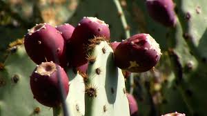 A prickly pear cactus is a producer because it produces its own food from inorganic substances. Prickly Pear Youtube