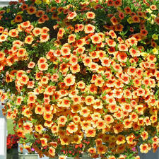 Image result for calibrachoa million bells