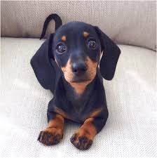 Contact kentucky dachshund breeders near you using our free dachshund breeder search tool below! Miniature Dachshund Puppies For Sale Ontario Canada