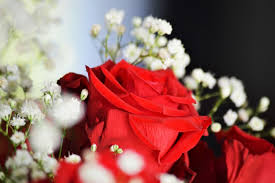 Check spelling or type a new query. Beautiful Rose Surrounded By Little White Flowers E Vriesinga Flickr