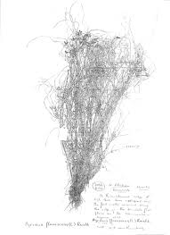 Image result for Pycreus flavescens