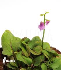 Image result for Utricularia appendiculata