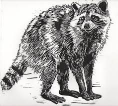 Raccoon Print Linocut Raccoon Print Linocut Raccoon Illustration