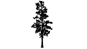 Check spelling or type a new query. Eastern White Pine Pinus Strobus Stock Footage Video 100 Royalty Free 14784013 Shutterstock