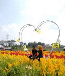 You can also upload and share your favorite sakura matō wallpapers. Kebun Bunga Celosia Metro Selfie Cantik Di Tengah Hamparan Bunga Kumparan Com