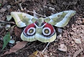 Image result for Cyphostemma omburense