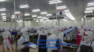 Satu industri yang sama dengan 235 tenaga kerja di kecamatan bayan. Peeling Conveyor Konveyor Kupas Kulit Udang Youtube