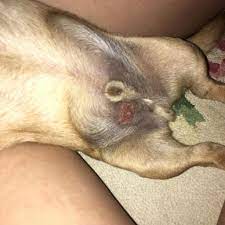 My Dog Has A Big Sore On His Stomach Petcoach