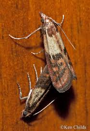 Image result for "plodia interpunctella"