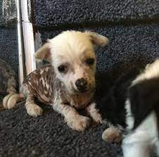 Litter Of 6 Chinese Crested Puppies For Sale In Austin Tx Adn 57100 On Puppyfinder Com Gender Male Age 6 Wee Chinese Crested Puppy Chinese Crested Puppies