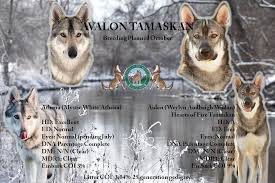 **more photos and videos of puppies current and past litters are on our tamaskans by ratliff facebook page and don't forget to like us to keep up with our puppies current status. Tamaskan Dog Register Tdr Inc Twitter