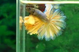 Betta mustard gas (mù tạt). Betta Fish Names 900 Best Betta Names For Your Feisty Fish Zenaquaria