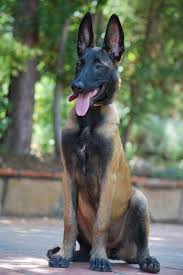Elegant longer haired malinois puppy. Goga S Pets Breed Name Belgian Malinois Other Name Facebook