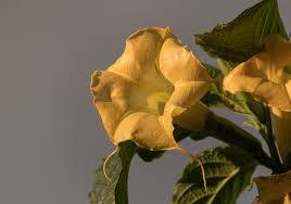 Burundanga songo le dio a borondongo borondongo le dio a bernab bernab le pego a fuchilanga le hecho a burundanga les hinchan los pies monina songo le. Infusiones Florales La Nueva Forma De Consumo De Escopolamina Que Pone A Los Adolescentes En Peligro