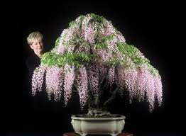 Wisteria Wow They Look So Pretty Please Check Out My Website Thanks Www Photopix Co Nz Wisteria Bonsai Bonsai Tree