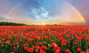 The flowers of poppies (papaveraceae) exhibit bright colours, despite their thin and floppy petals. Remembrance Day 2019 What Are The Lgbt Poppies Different Colour Poppy Meanings Revealed Uk News Express Co Uk