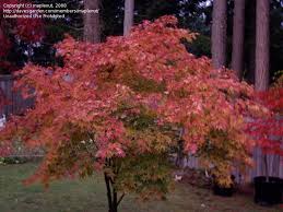 Orange dream dwarf japanese maple trees for sale online. Plantfiles Pictures Acer Japanese Maple Orange Dream Acer Palmatum By Kell