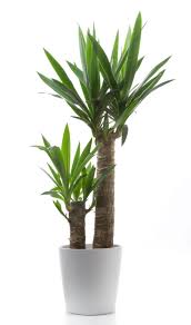 Yucca N M Plante Ligneuse Arborescente D Origine Americaine A Hautes Hampes De Fleurs Blanches Roses Ou Violettes Yucca Palmier Dessin Yuka Plante