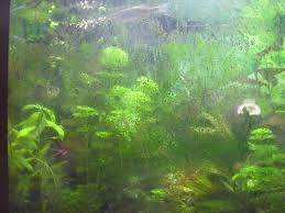 Green Spot Algae Slow Growing Plants May Succumb To This Type Of Algae Fresh Water Fish Tank Fish Tank Betta Fish Tank