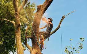How to become a certified arborist in ontario. How To Become A Certified Arborist