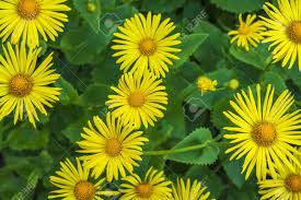 We did not find results for: Flowers Series Yellow Asters Flowers In Green Garden Stock Photo Picture And Royalty Free Image Image 18678454
