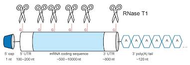 Ion Pair Chromatography – How Ipc Works, Strengths, Limitations And  Applications | Technology Networks