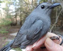 2016 F Common Yellowthroat Rick In 2020 Rock Point Rick Catbird