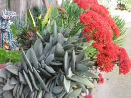 Image result for Crassula perfoliata