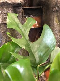 We did not find results for: Care Tips For Rhaphidophora Tetrasperma Monstera Minima