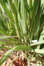Image result for Urochloa nigropedata