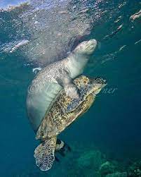 Ngoạn mục hải cẩu cứu rùa biển gặp nạn