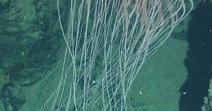 Image result for Aneilema nyasense