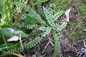 Image result for Asplenium mannii