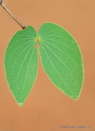 Image result for Colophospermum mopane
