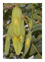 Image result for Xeroderris stuhlmannii