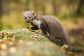 Image result for kuna lesní obrázky