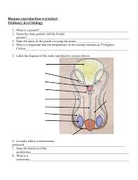 The human female reproductive system contains three main parts: Human Reproduction Worksheet