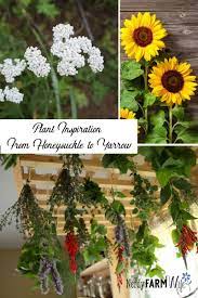 Projects Using Honeysuckle To Yarrow Yarrow Plants Honeysuckle